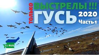 Без лишнего, только стрельба в лёт по гусю. Охота из за сидки, на болоте. Гусь 2020 г. часть 1.