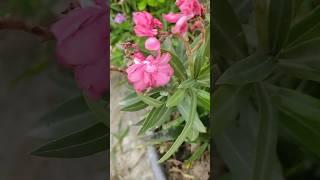 village garden overview part 4 #shorts #garden #villagegarden #flowers #nature