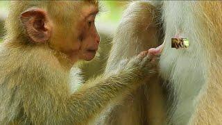 Monkey & Primates, Baby Rainbow Very Hungry Milk, Trying Beg Milk Mom Libby, So Lovely Baby Monkey