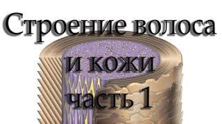 Строение волоса и кожи. Часть 1