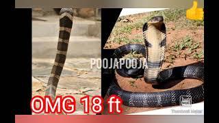 OMG King Cobra Madhya Pradesh must watch 18 feet