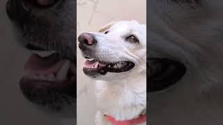 Chitti #dog #cutiepie #dogforlife #dogvideos