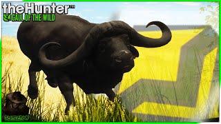 Stalking A Diamond Cape Buffalo With The .470! Call of the wild