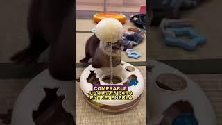 Lucky Otter #animals #Friendship #Us#Otter