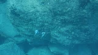 Two Trunk Fish Courting