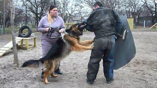 Защитник ВОЛЬФ, сын ЗЕВСА и Стеллы. Кобель длинношерстной немецкой овчарки, СТРАЖ, Одесса. Украина.