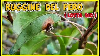 PEAR rust, recognition and BIOLOGICAL control