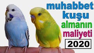 Muhabbet Kuşu Almanın Maliyeti 2020