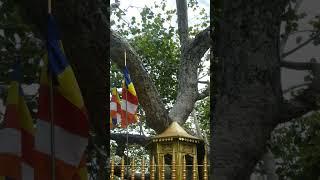 2000 Years old!  Tree in Srilanka #shorts  | VK Karikalan | #srilanka #facts