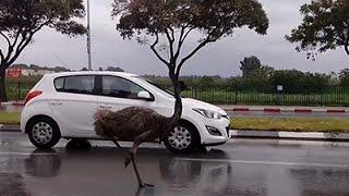 Raw: Emu Runs Through Traffic in Israel