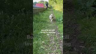 Keep plodding on old boy #boatdog #narrowboat #westie