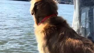 Trolling for Salmon past Sea Lions Near Rainier, Oregon