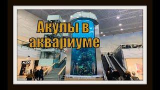 Акулы в аквариуме. Литва - огромный аквариум