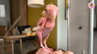 He’ll Never Have Feathers Again: Blondie the Parrot’s Rare Disease Story