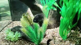 Sajica Cichlid - Cute and Easy Cichlid - Freshwater Fish