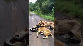 lion and snake  #naturelovers #snakeslover #snakelover #wildlife