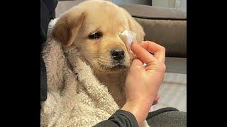  Don't cry! Who hurt you?  Funny video with dogs, cats and kittens! 