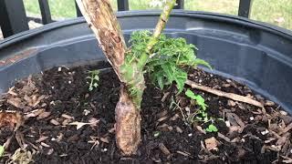 Shishigashira Japanese Maple damage - UPDATE - bonsai garden challenges.