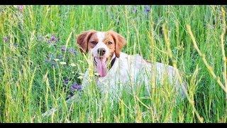 Brittany - Epagneul Breton hunting and training in Romania: pointing a pheasant