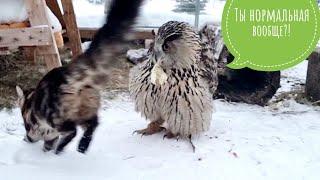 The owl Yoll does not have a piece in her beak because of the impudence of the Cloudberry cat