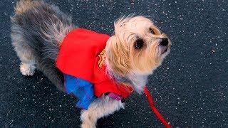 Wonder Woman Dog Seeks Super Healthy Treats for Halloween