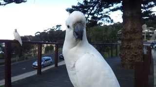 Gang of white cockatoos in Lorne, VIC