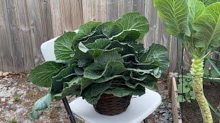 How I harvested my Southern Georgia Collard Greens