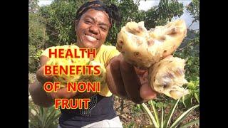 THE HEALTH BENEFITS OF NONI FRUIT-COUNTRY LIVING