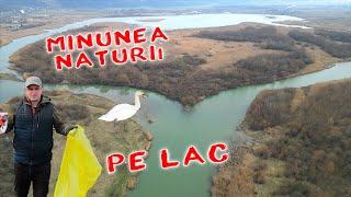 Natura in Delta micului lac | Stuful sau trestia in natura | Lebede si pasari salbatice