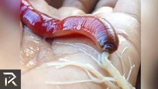 10 Weirdest Bugs You Won't Believe Exist