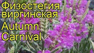 Физостегия виргинская Отумн Карнивал. Краткий обзор, описание physostegia virginiana Autumn Carnival