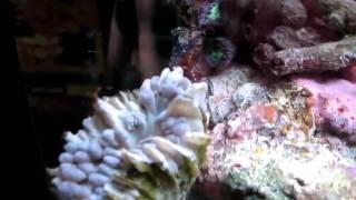 Stony Corals