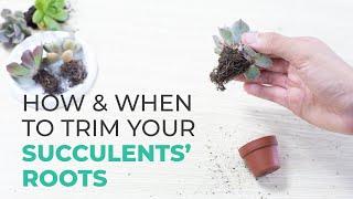 CARE TIPS | HOW AND WHEN TO TRIM YOUR SUCCULENT ROOTS