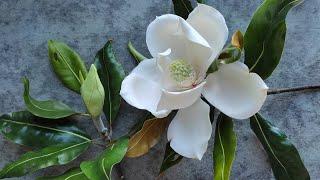 Видео курс по лепке МАГНОЛИИ. (Video course on modeling MAGNOLIAS from cold porcelain.)