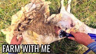 Maggots Under Matted Fleece - Flystrike Treatment for Sheep