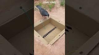 Amazing DIY perangkap burung#shorts #diy