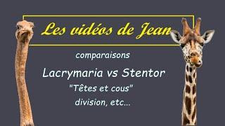 Lacrymaria vs Stentor