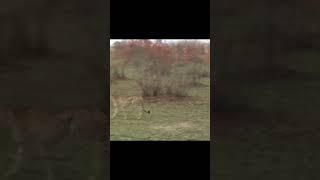 Hyena tries to taking cheetah's prey but it's run away. #shorts AnimalTube - World of animals