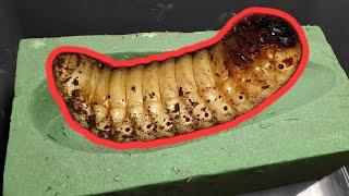 Let's make an artificial pupa room! Dynastes satanas (Beetle ASMR)