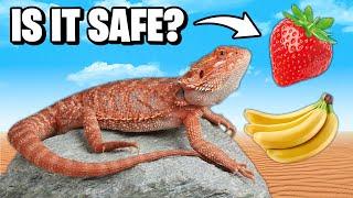 What is Safe for a Bearded Dragon to Eat?