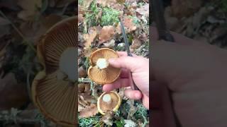 Паутинник обыкновенный  Cortinarius trivialis Funghi mushroom 
