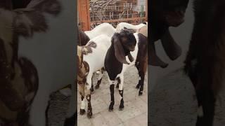 jafrabad bakra mandi ️#viral #mandi_update #delhi #mandi_vlog #youtubeshorts #shortvideo #shorts