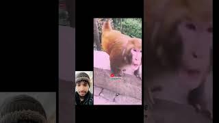 monkey #shorts | monkey funny videos | monkey vs dog | monkey fight #shorts #video #viral #trending