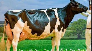 Holstein Grand Championship.UK Dairy Day.: Riverdane Absolute Springsteen.4K Video