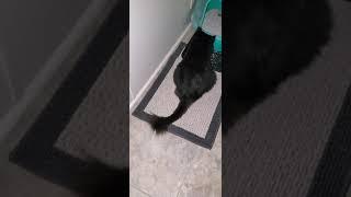 Sir purrs growling at new cat toy