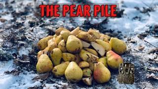 We Left a PILE OF PEARS in the Woods. Heres what happened! Trail Camera: The Pear Pile