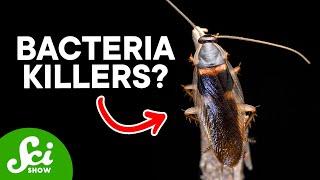 8 Unbelievable Sources for New Drugs—including Cockroaches
