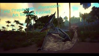 Гайд Как Приручить Птеранодона - Pteranodon Ark Survival Evolved