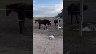 Лошади и щенок / Horses and puppy #dog #funnydogs #собаки #puppy #cute