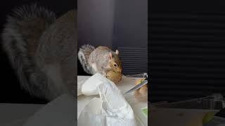 Cute Squirrel Loves Kiwi #shorts